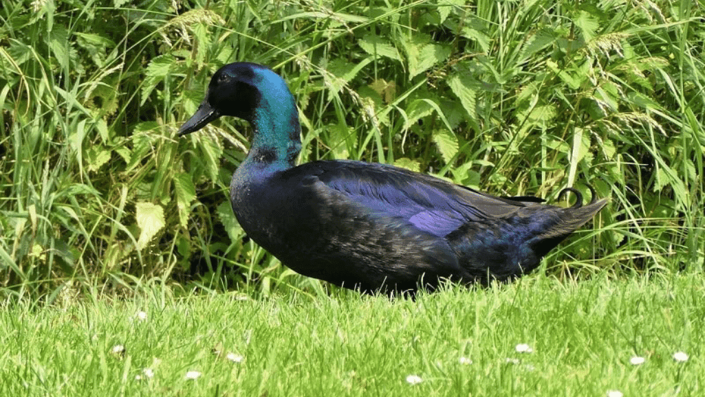 Friendly Duck Breeds