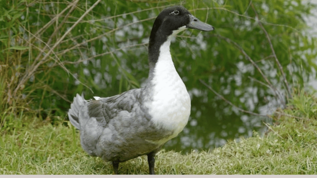 Heritage vs. Modern Duck Breeds