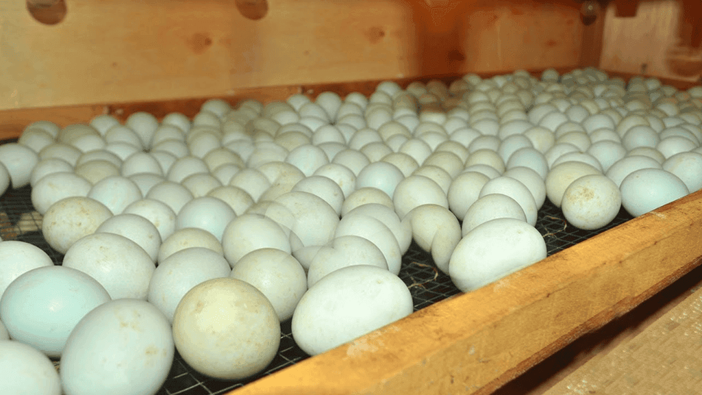 Incubation Techniques Interchangeability