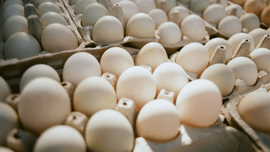 Maintaining Hygiene During Duck Egg Laying Season