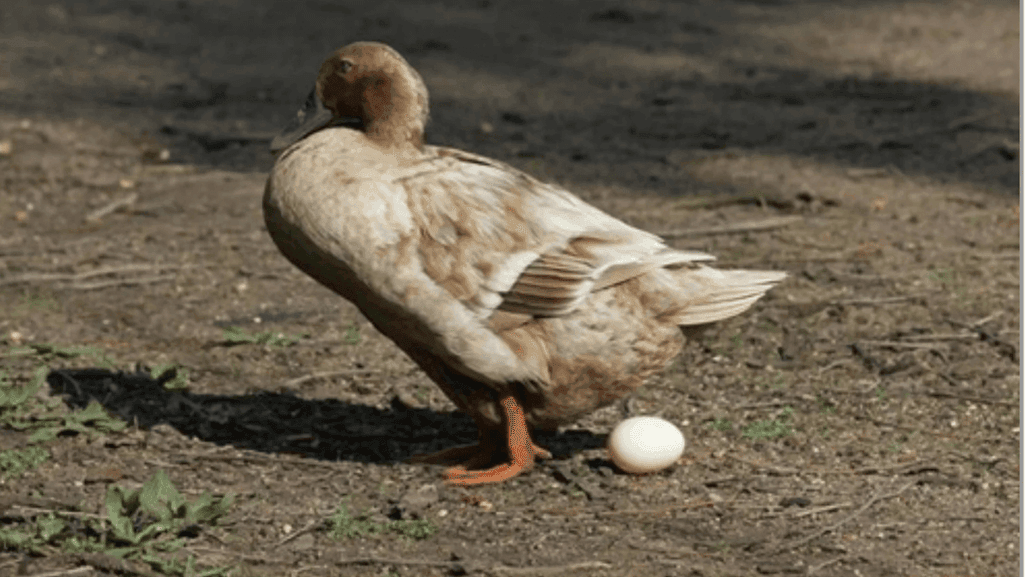 Maximizing Duck Egg Production