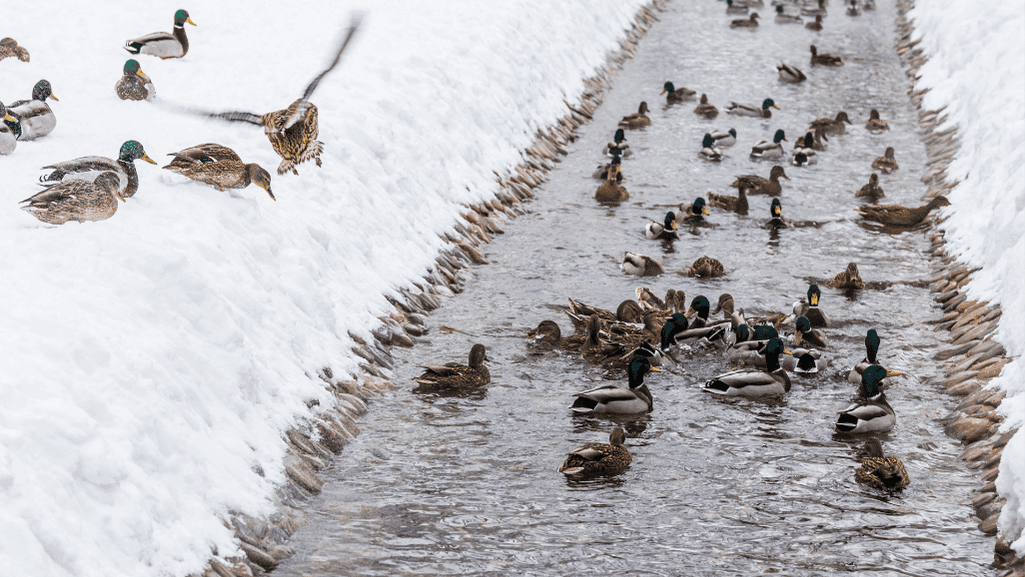 Mixed Flocks Integration