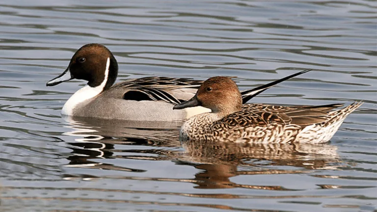 Northern Pintail Ducks