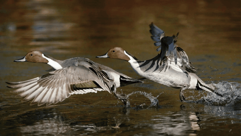 Northern Pintail Ducks in flight during migration
