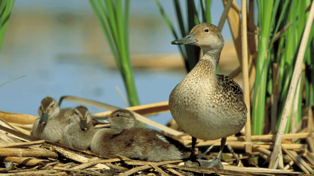 Northern Pintail Ducks nesting