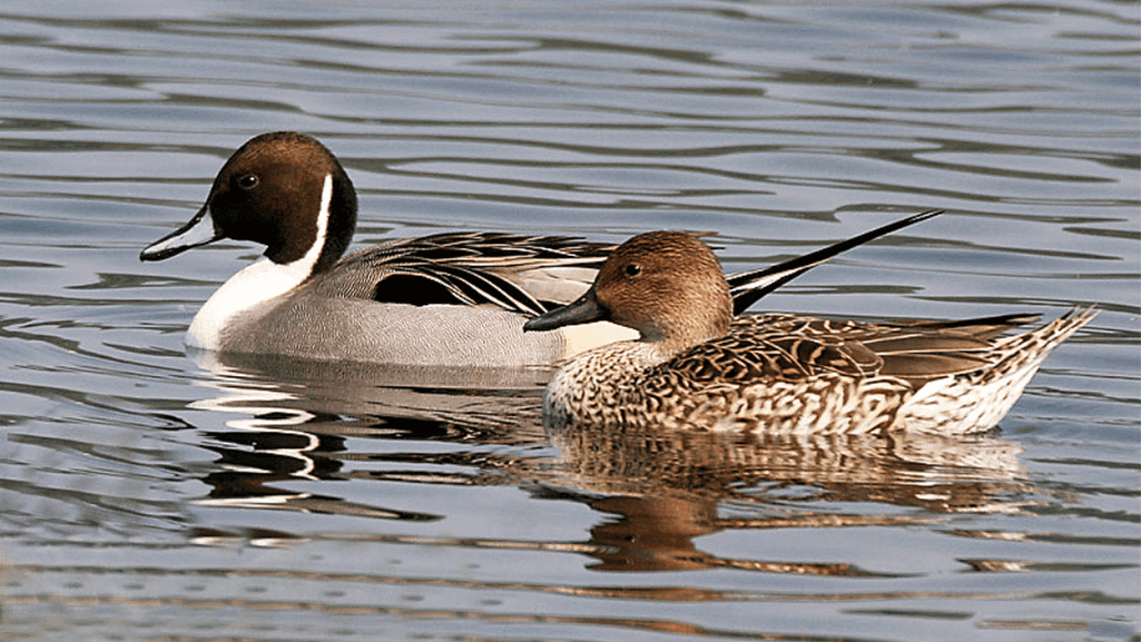Northern Pintail Ducks: Graceful Waterfowl Wonders 1 Northern Pintail Ducks