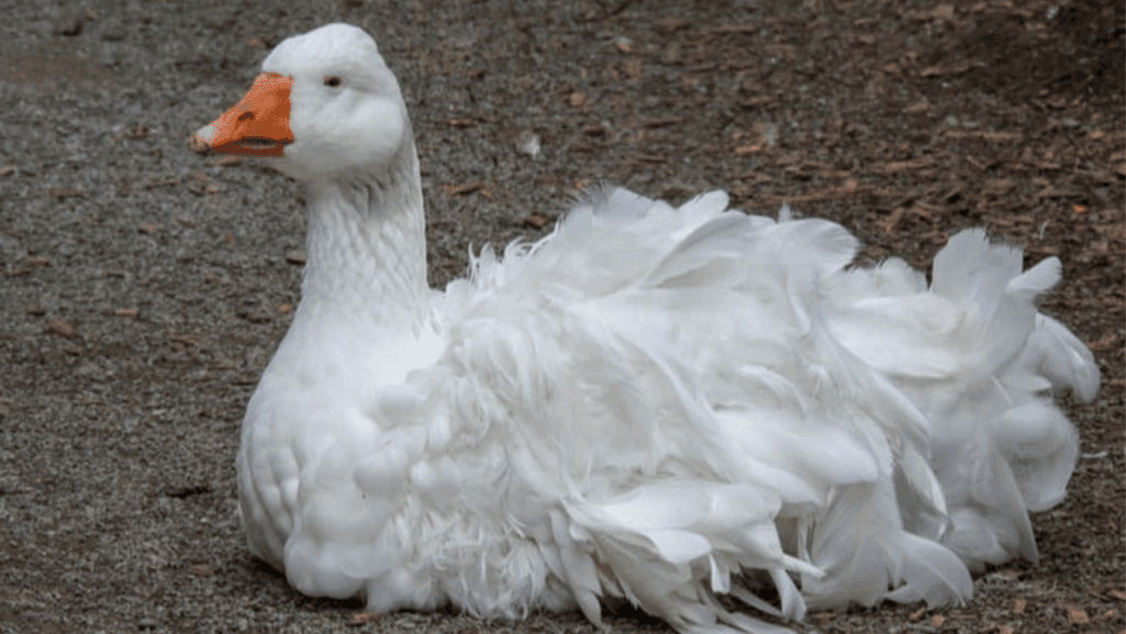 Sebastopol Ducks: Elegant Feathered Wonders 1 Sebastopol Ducks