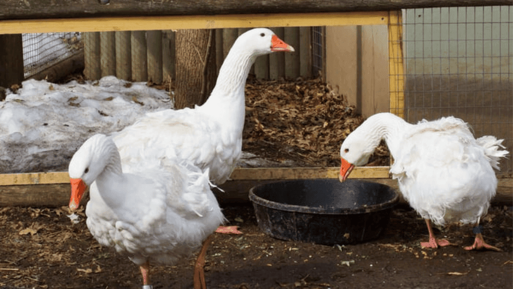 Sebastopol duck behavior