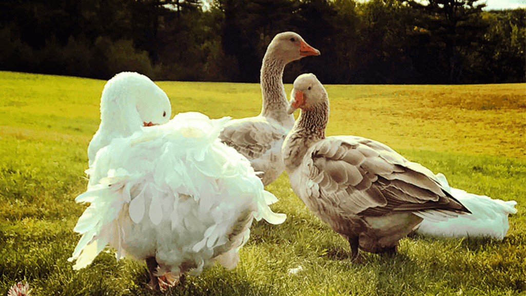 Sebastopol duck breeding