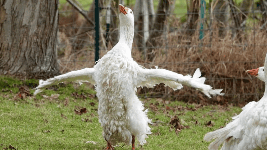 Sebastopol duck care