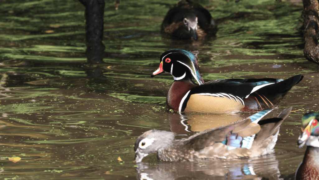 Sexual dimorphism in Wood Ducks
