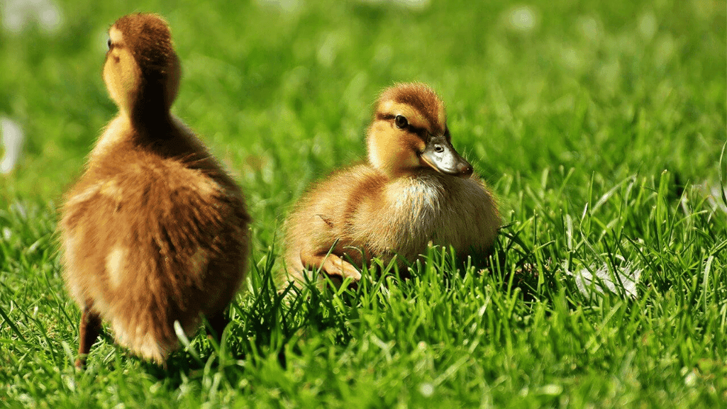 Steps in duck egg hatching process