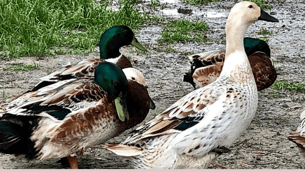 Welsh Harlequin duck colors