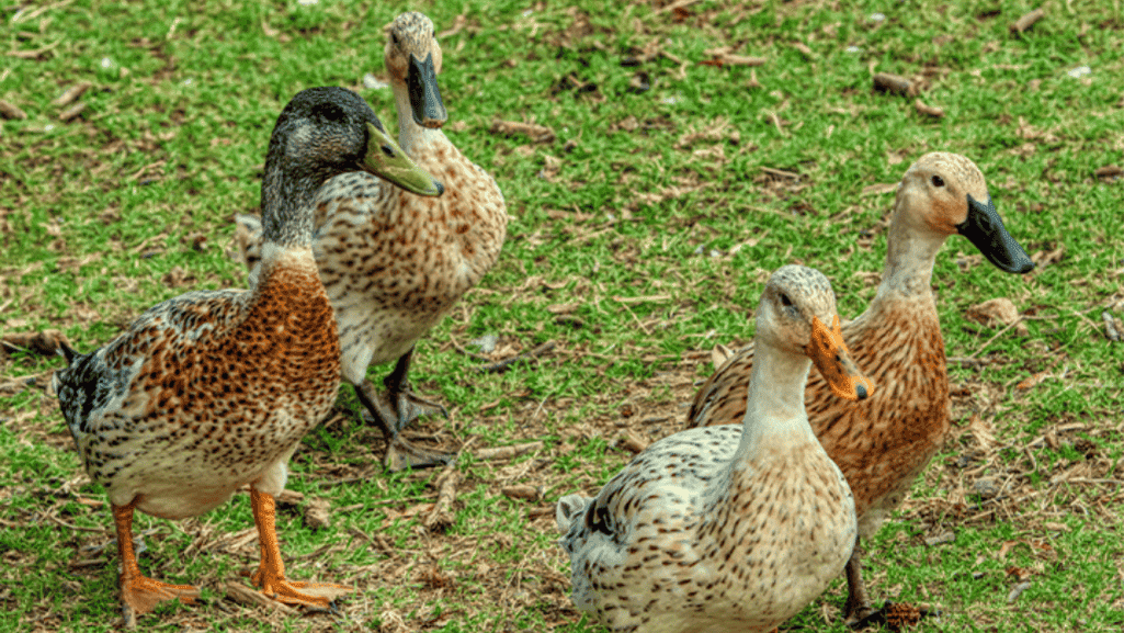 Welsh Harlequin ducks displaying friendly temperament