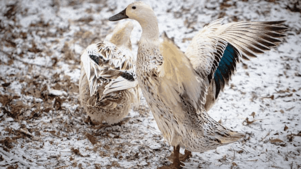 Welsh Harlequin ducks in a breeding program