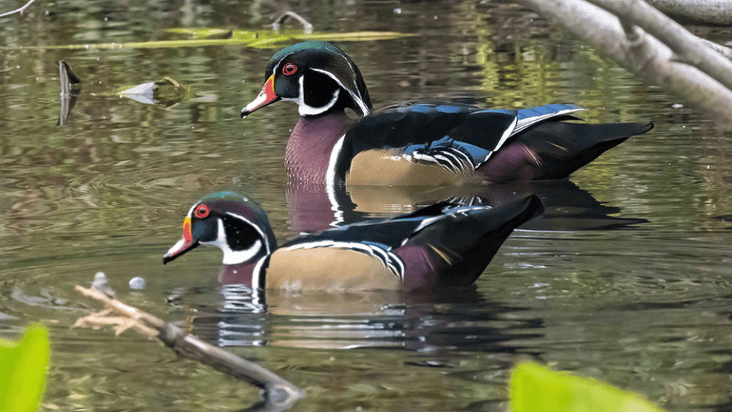 Wood Duck displaying its flamboyant feathers