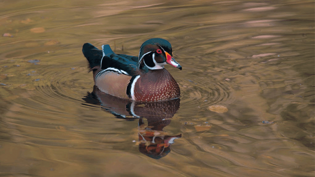 Wood Duck molting and breeding plumage