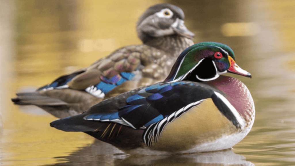 Wood Duck's colorful plumage
