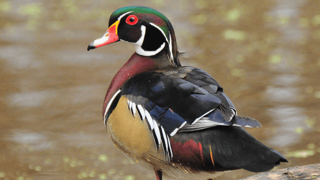 Discover the Beauty of Wood Ducks: Nature's Masterpiece 1 Wood Ducks