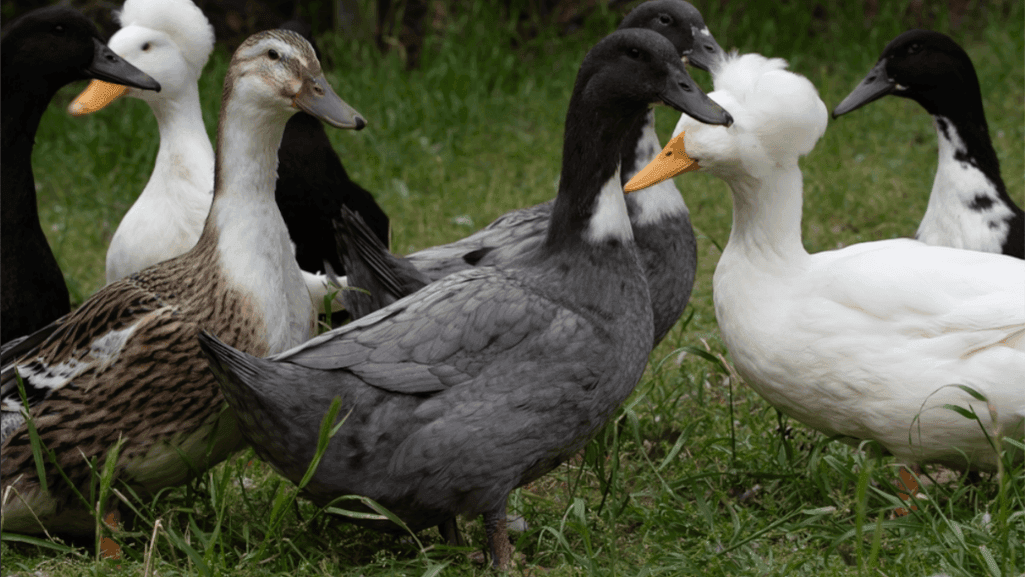 Discover at what age do ducks start laying eggs! 1 at what age do ducks start laying eggs
