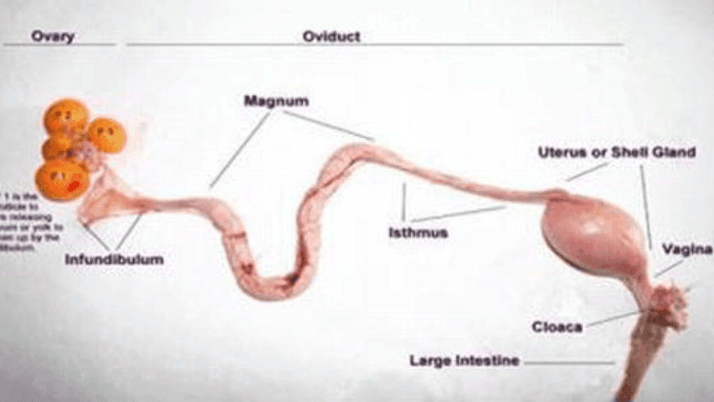 avian reproductive and Can a Chicken Hatch Duck Eggs biology