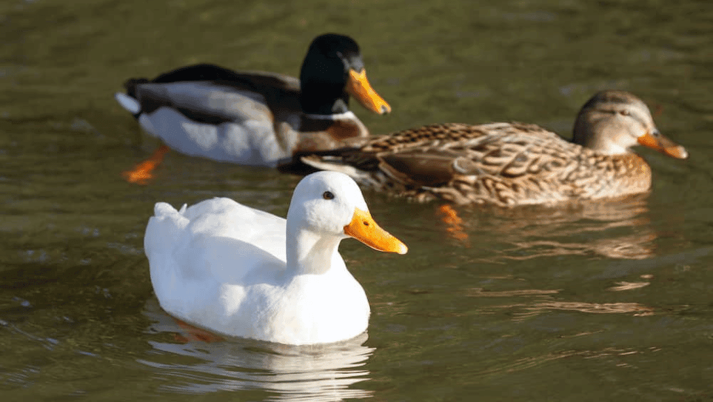 award-winning duck breeds for shows