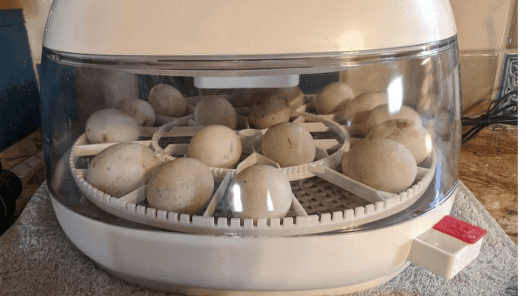call duck eggs incubation