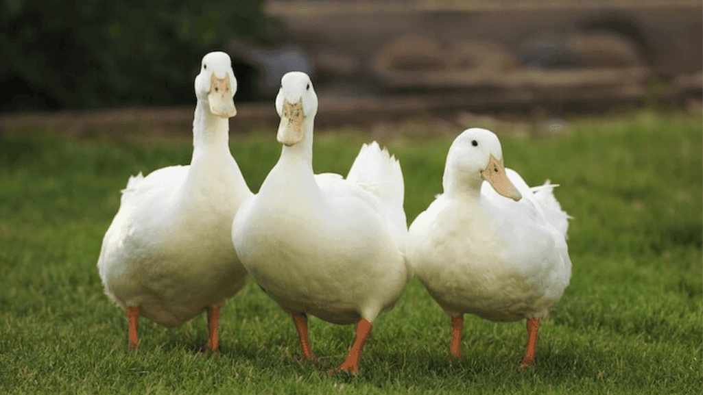pet ducks