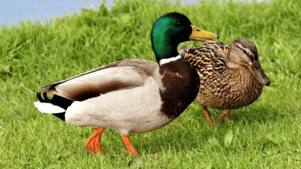 Duck Breed Guide
