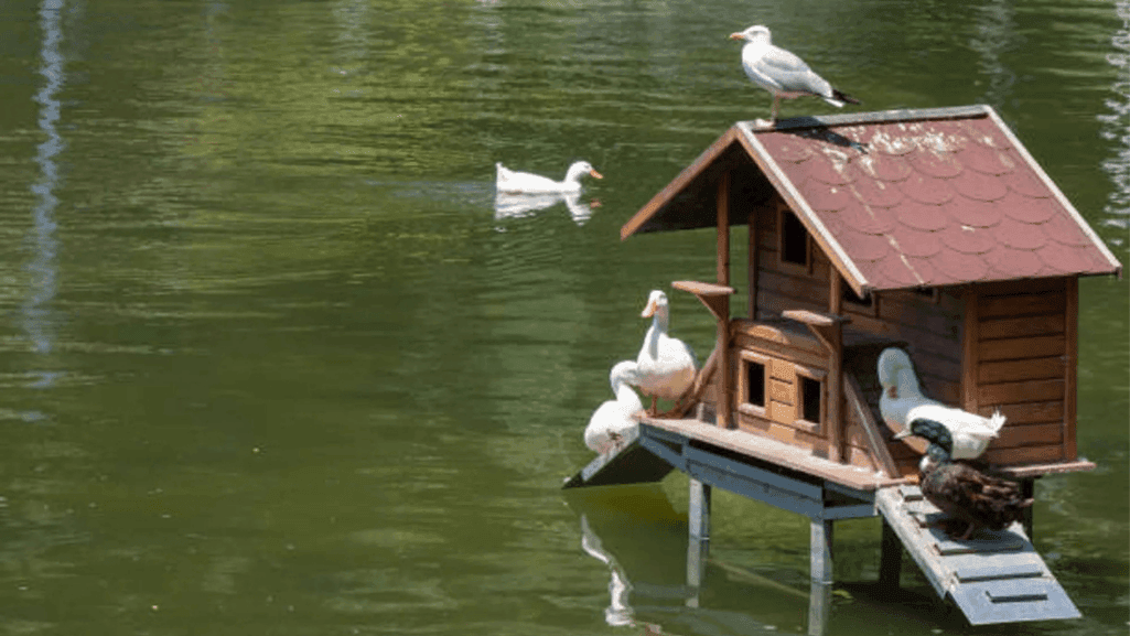 Ducks at Home: A Comprehensive Guide to Raising Ducks 1 Ducks at Home