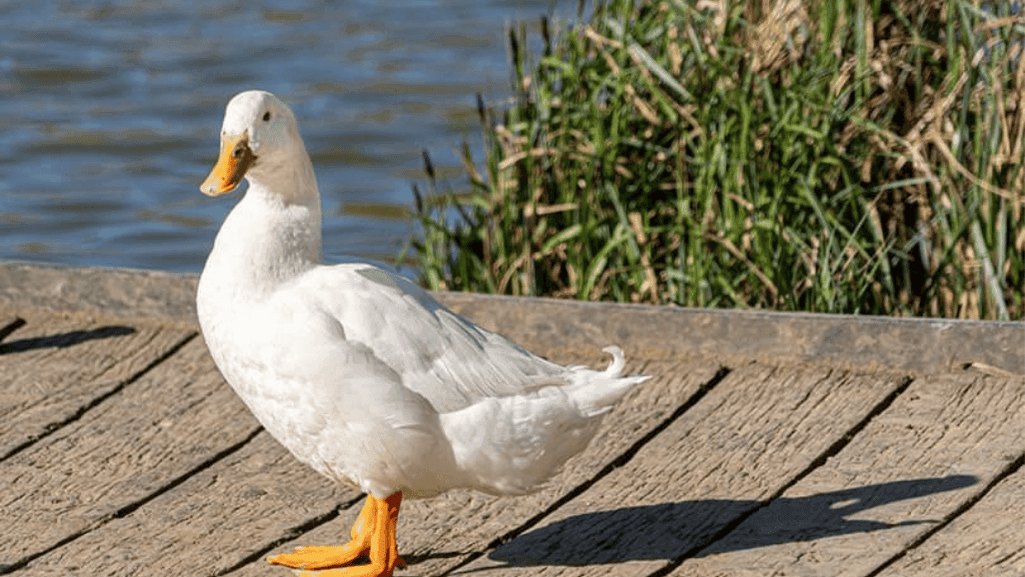 Large Ducks