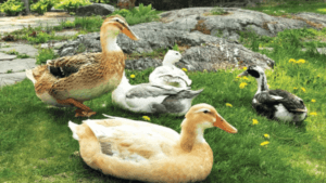 Raising Ducks