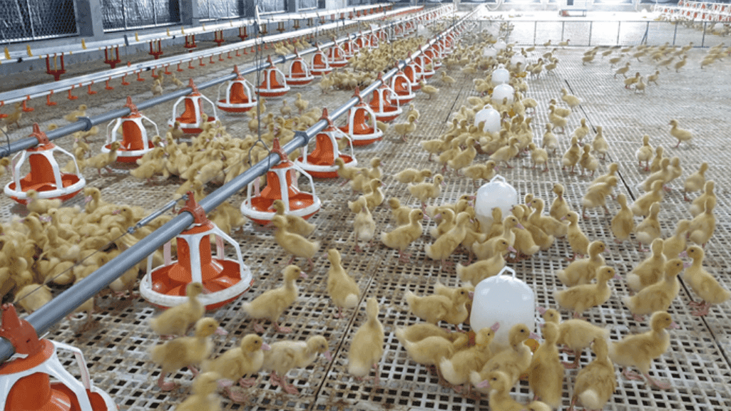 breeding and hatchery considerations