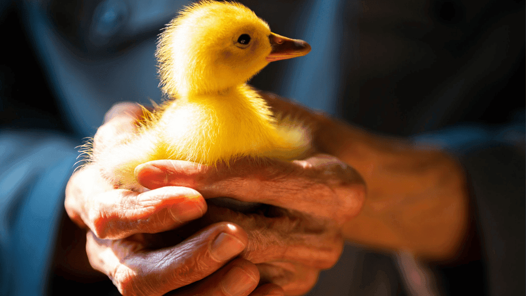 caring for ducks at home