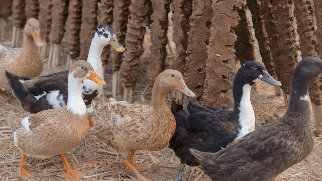caring for your duck flock