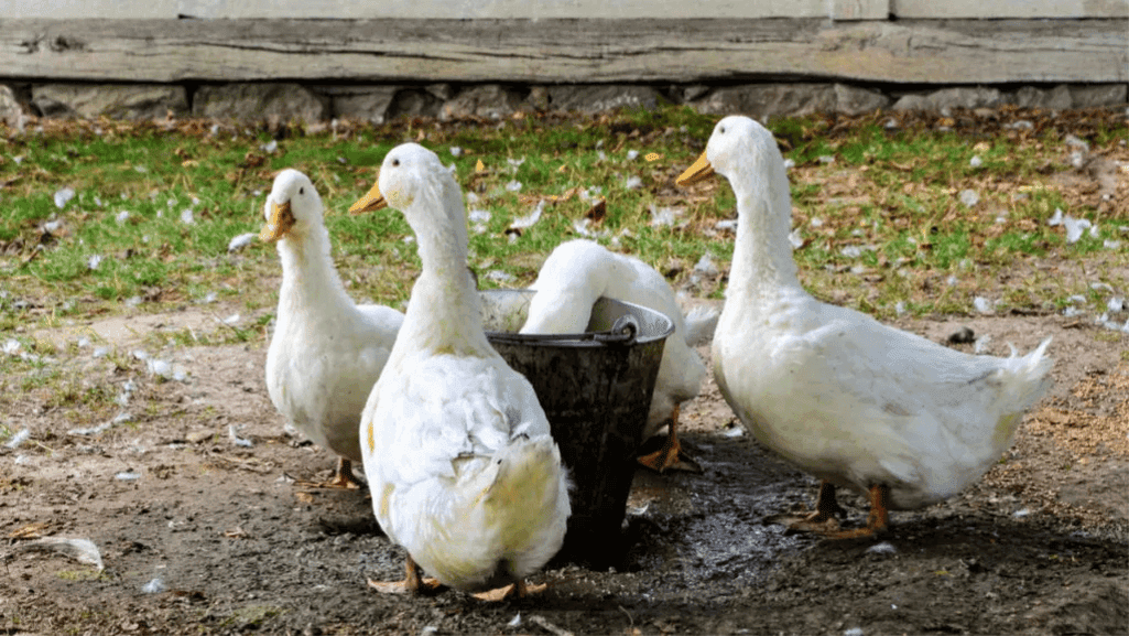 choosing a duck breed