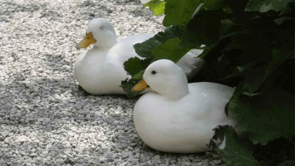 duck breeds