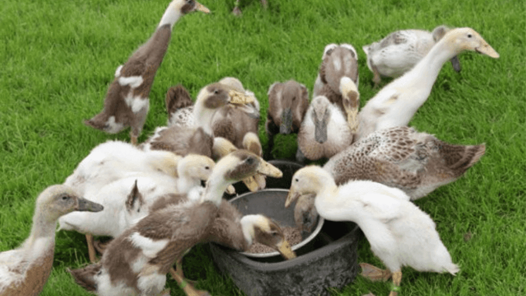 duck feeding and nutrition