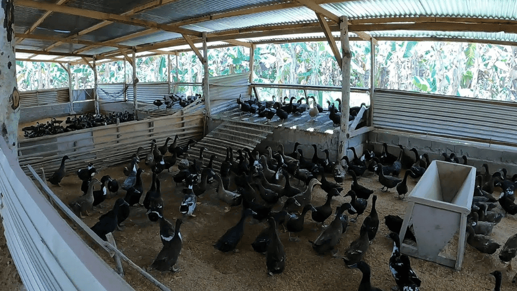 duck house design