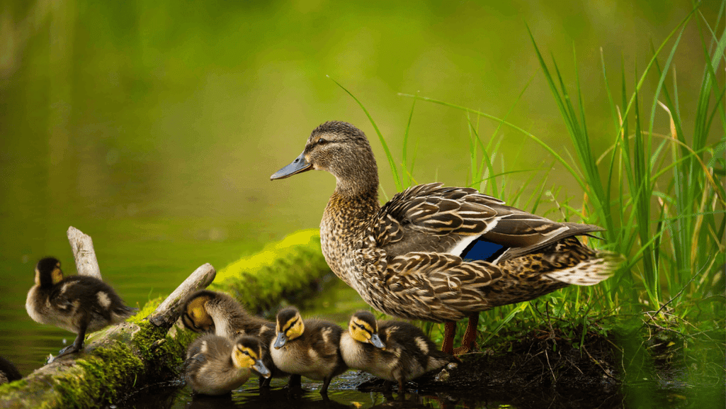 feeding and nutrition for ducks