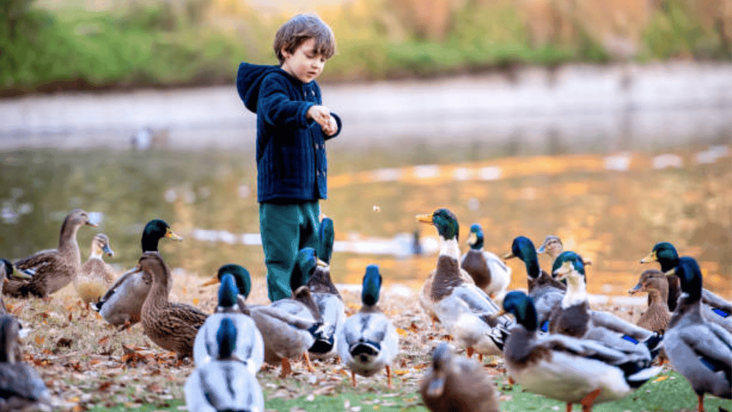 feeding ducklings