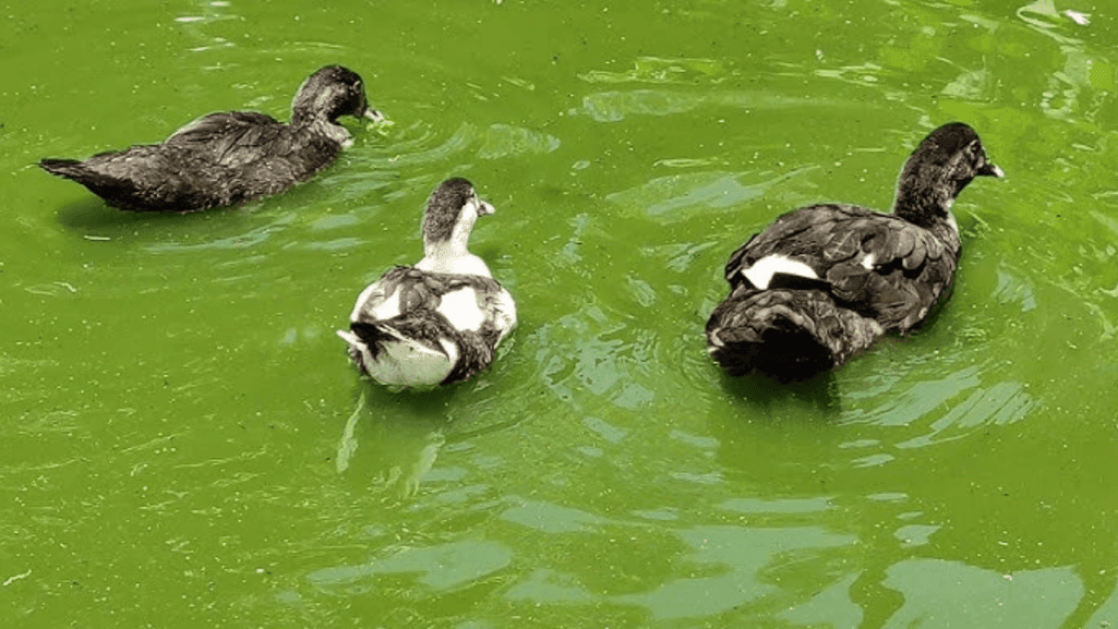 integrating ducks into homestead