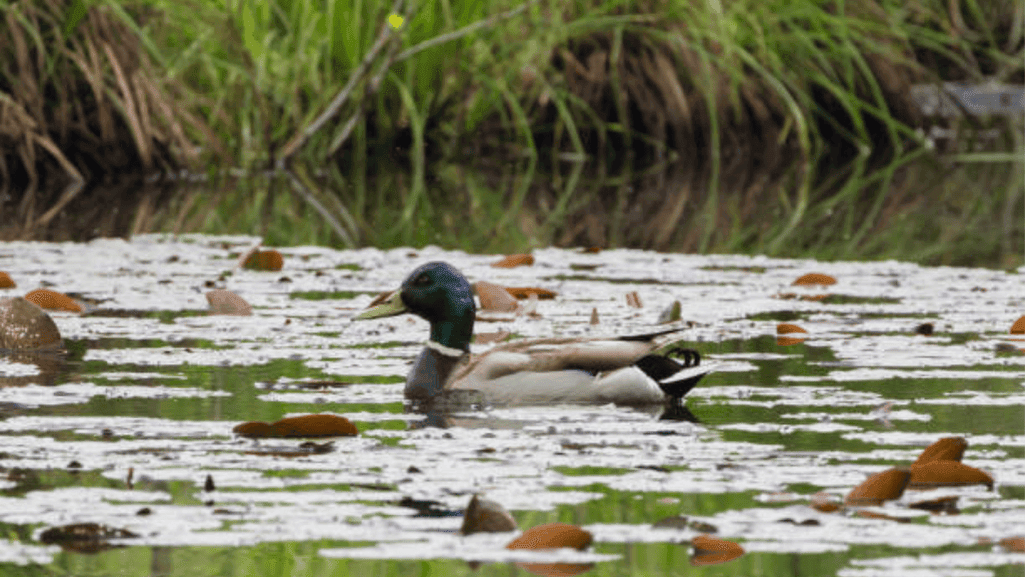 managing duck behavior