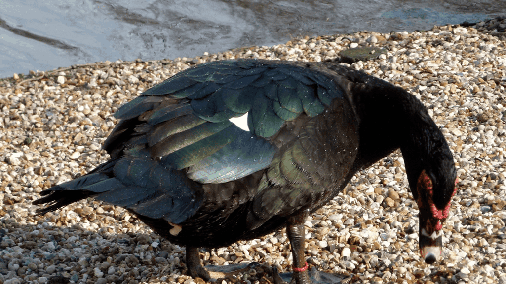 muscovy duck anatomy