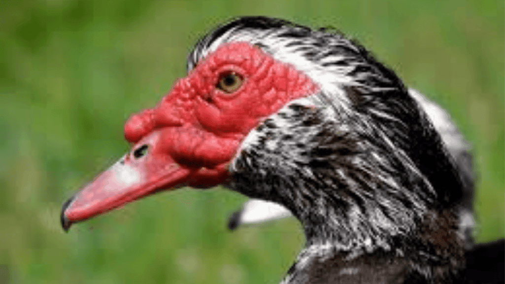 muscovy duck spotlight