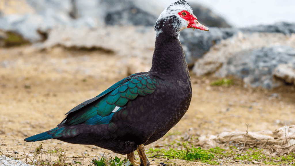 muscovy duck