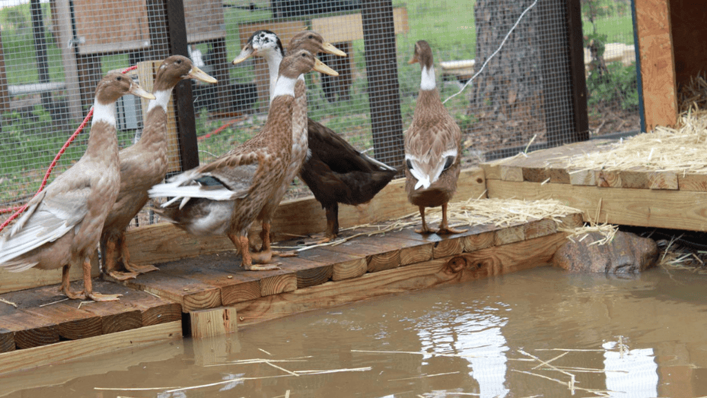 predator-proof duck enclosure