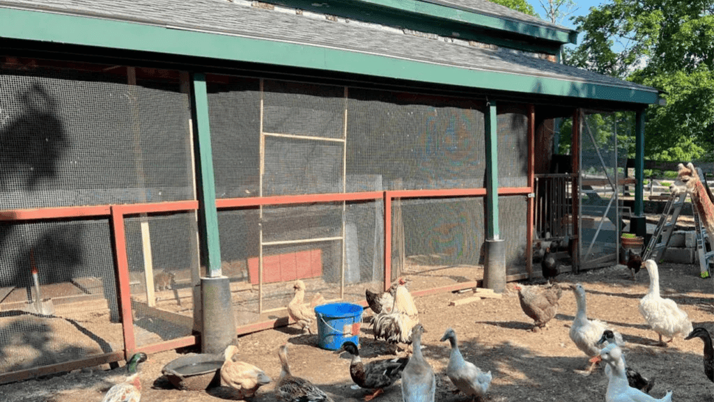 safe duck enclosure and Ducks in the Backyard