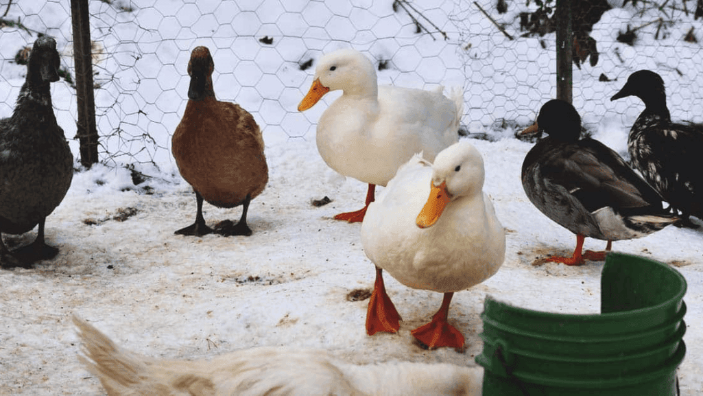 seasonal care for ducks