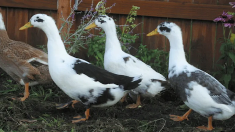 Ancona Duck: History, Care, and Characteristics Tips 1 Ancona Duck